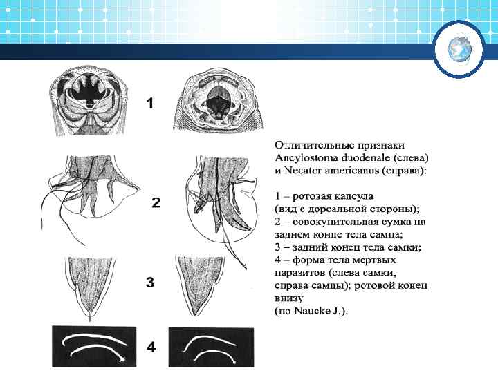 Ротовая капсула анкилостомы рисунок