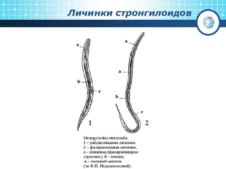 Личинки стронгилоидов 