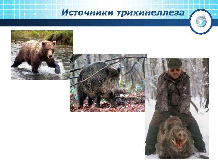 Источники трихинеллеза 