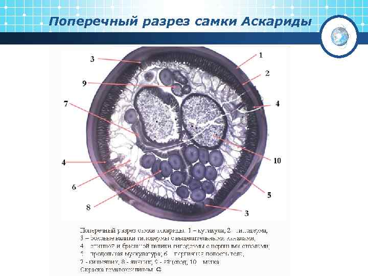 Поперечный разрез самки Аскариды 