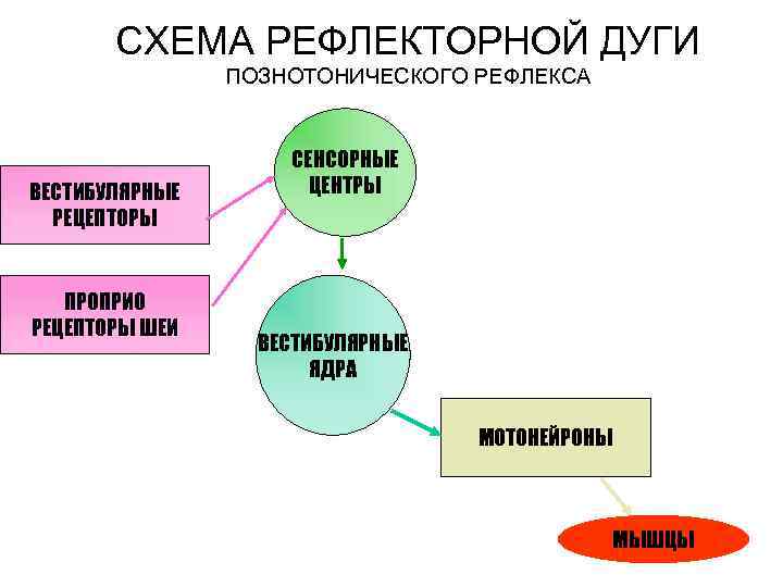 Виды моторных единиц