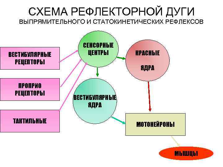 Виды моторных единиц