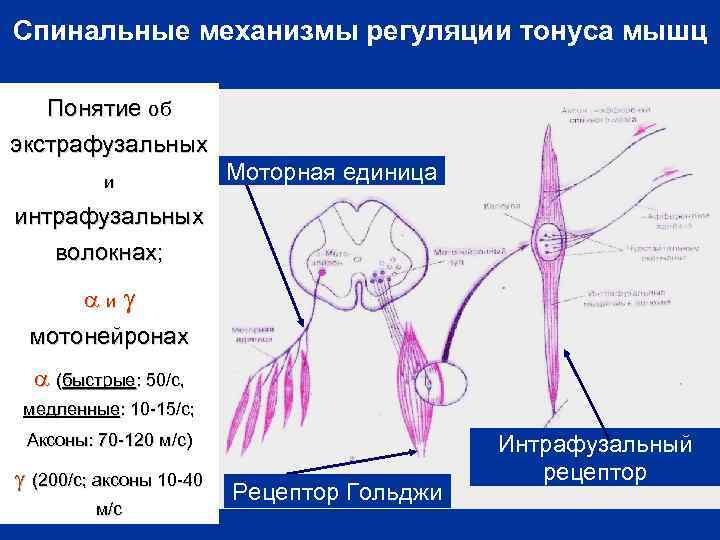 Моторная единица мышцы это