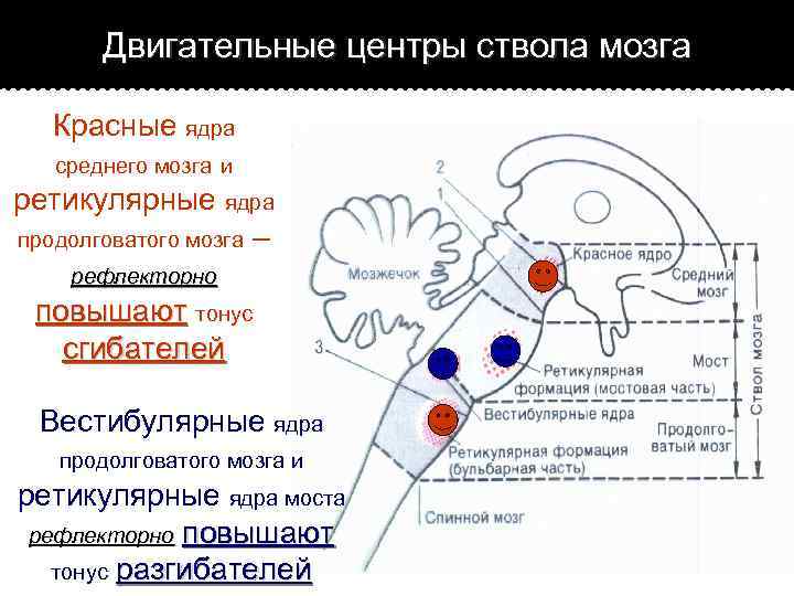 Имитация движения на деление изображения двигательными функциями