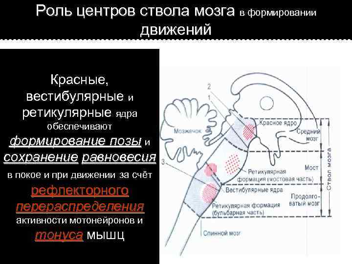 Роль центров ствола мозга в формировании движений Красные, вестибулярные и ретикулярные ядра обеспечивают формирование