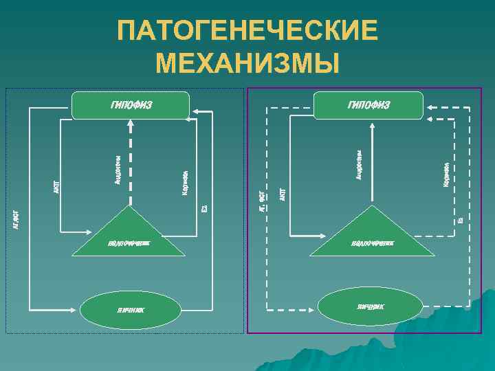 ПАТОГЕНЕЧЕСКИЕ МЕХАНИЗМЫ Е 2 Кортизол Е 2 АКТГ ЛГ, ФСГ Андрогены ГИПОФИЗ Кортизол Андрогены