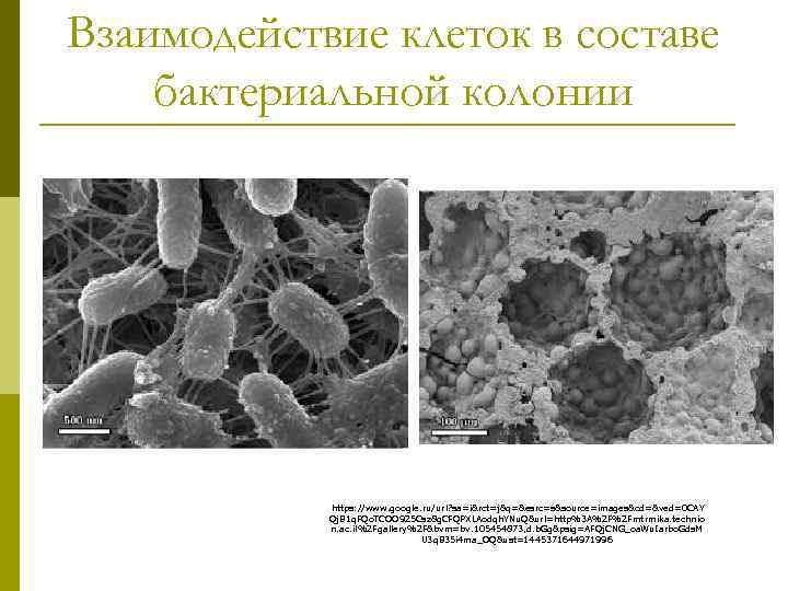 Взаимодействие клеток в составе бактериальной колонии https: //www. google. ru/url? sa=i&rct=j&q=&esrc=s&source=images&cd=&ved=0 CAY Qj. B