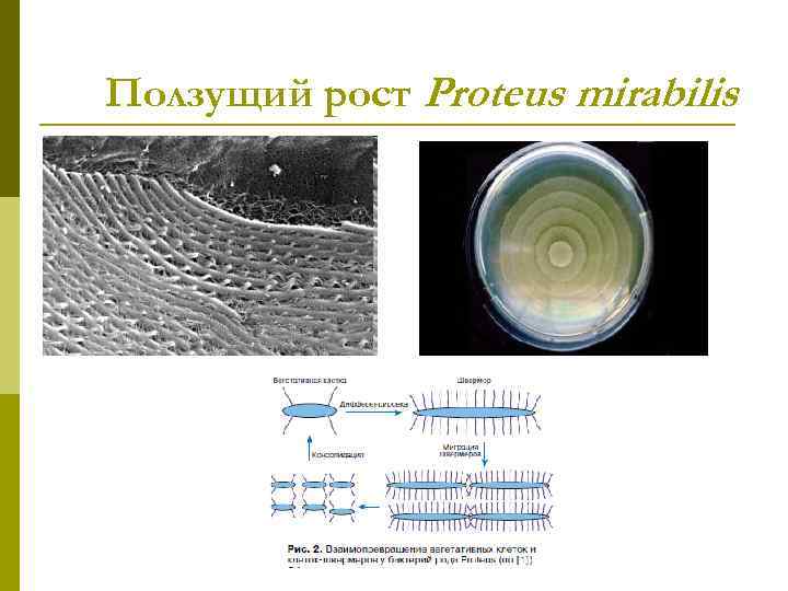 Ползущий рост Proteus mirabilis 