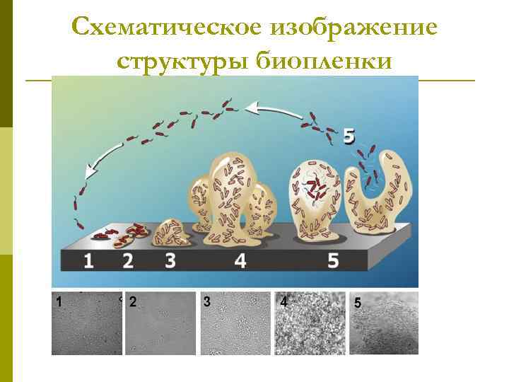 Схематическое изображение структуры биопленки 