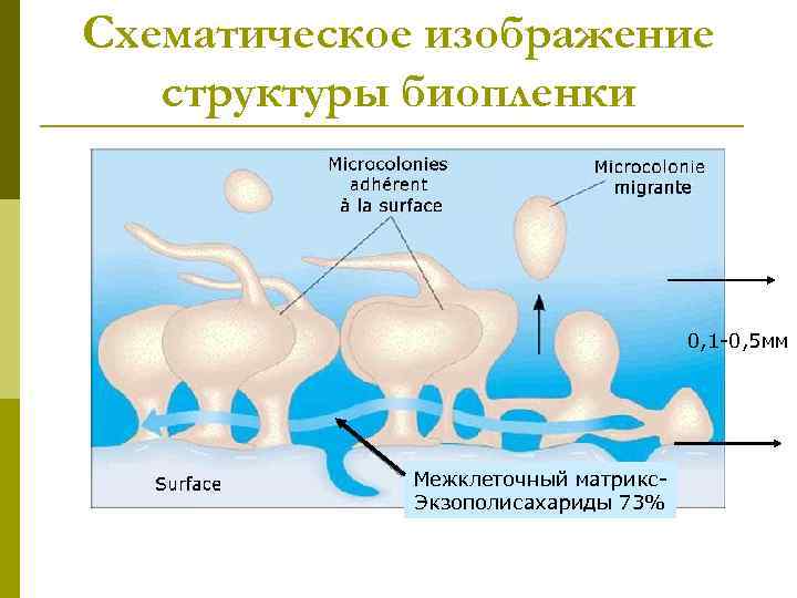 Схематическое изображение структуры биопленки 0, 1 -0, 5 мм Межклеточный матрикс. Экзополисахариды 73% 