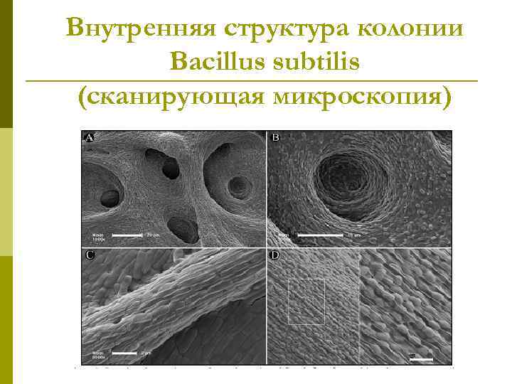 Внутренняя структура колонии Bacillus subtilis (сканирующая микроскопия) 