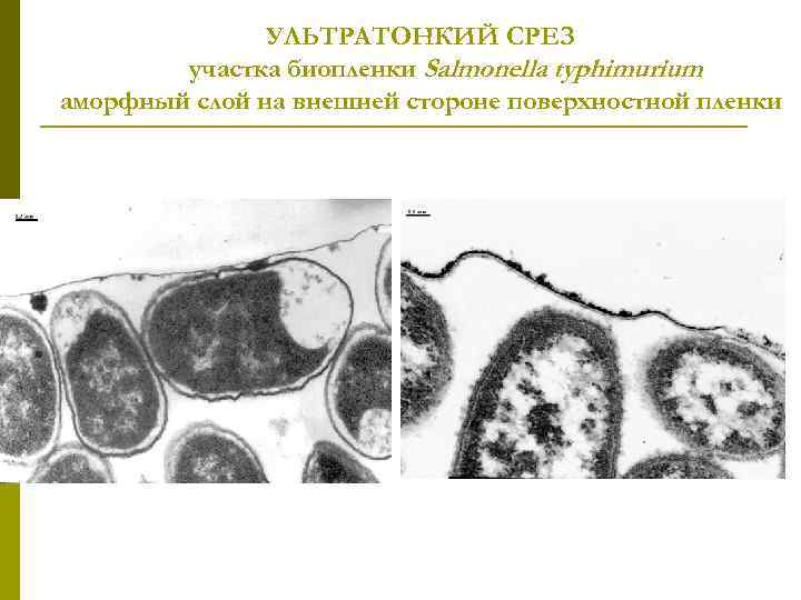 УЛЬТРАТОНКИЙ СРЕЗ участка биопленки Salmonella typhimurium аморфный слой на внешней стороне поверхностной пленки 