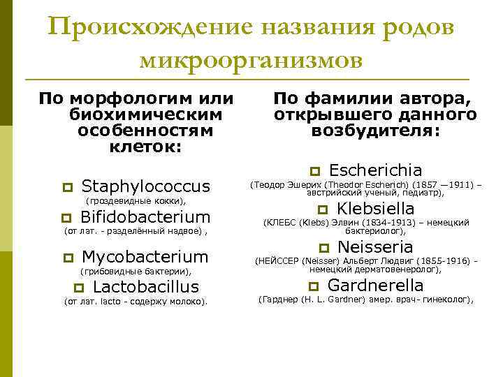 Происхождение названия родов микроорганизмов По морфологим или биохимическим особенностям клеток: p Staphylococcus (гроздевидные кокки),