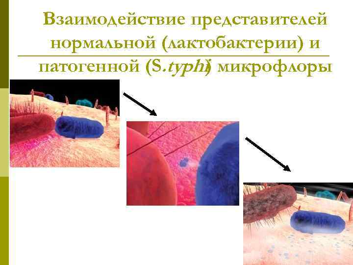 Взаимодействие представителей нормальной (лактобактерии) и патогенной (S. typhi) микрофлоры 