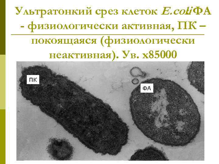 Ультратонкий срез клеток E. coli ФА : - физиологически активная, ПК – покоящаяся (физиологически