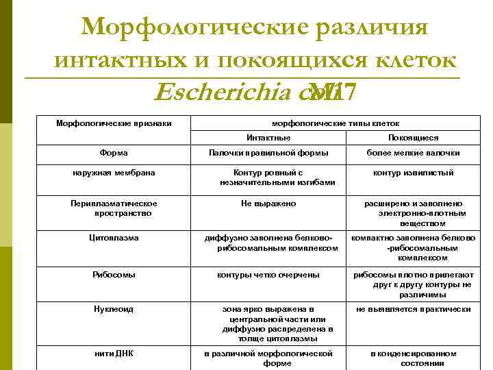 Морфологические различия интактных и покоящихся клеток Escherichia coli M 17 Морфологические признаки морфологические типы