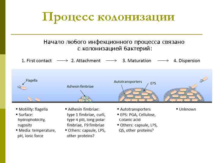 Процесс колонизации Начало любого инфекционного процесса связано с колонизацией бактерий: 