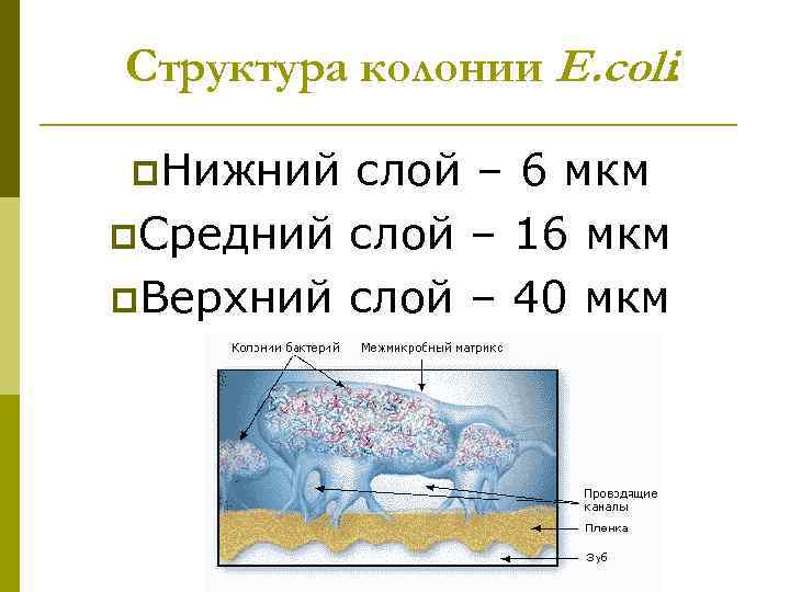 Структура колонии E. coli: p. Нижний слой – 6 мкм p. Средний слой –