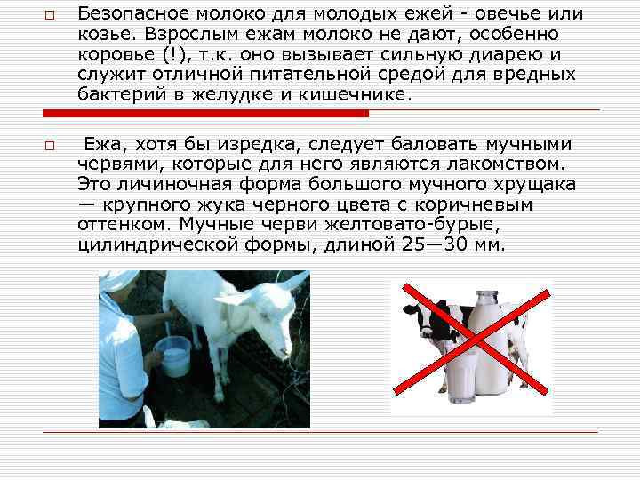 o o Безопасное молоко для молодых ежей - овечье или козье. Взрослым ежам молоко