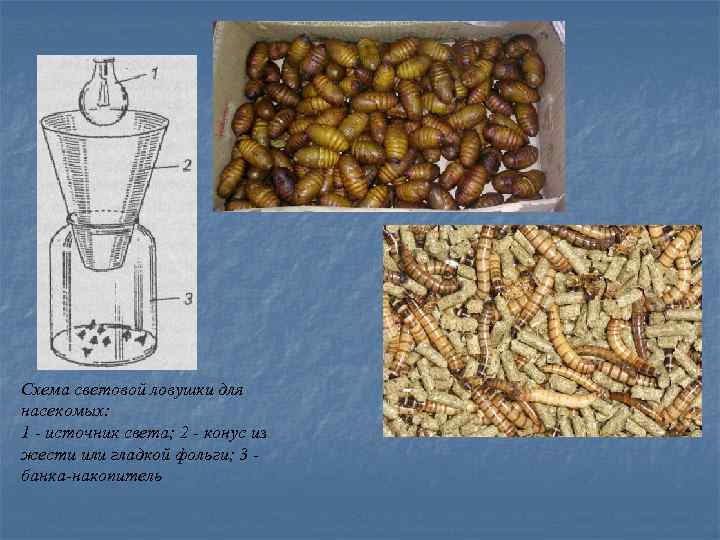 Схема световой ловушки для насекомых: 1 - источник света; 2 - конус из жести