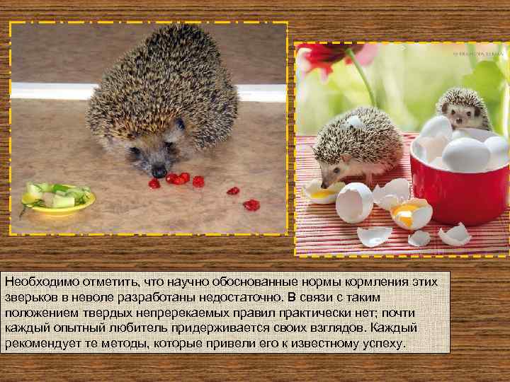 Необходимо отметить, что научно обоснованные нормы кормления этих зверьков в неволе разработаны недостаточно. В