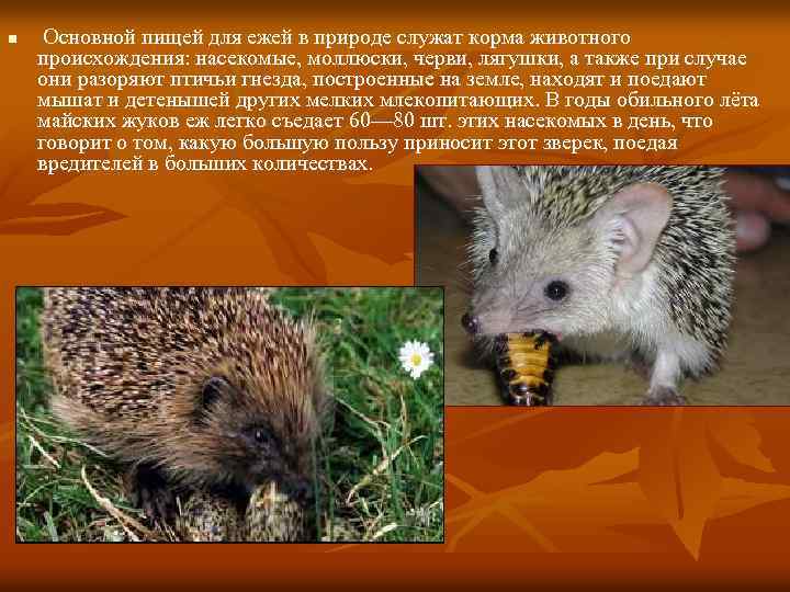 n Основной пищей для ежей в природе служат корма животного происхождения: насекомые, моллюски, черви,