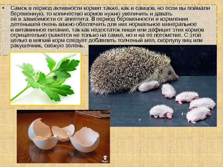  • Самок в период активности кормят также, как и самцов, но если вы