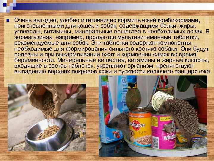 n Очень выгодно, удобно и гигиенично кормить ежей комбикормами, приготовленными для кошек и собак,