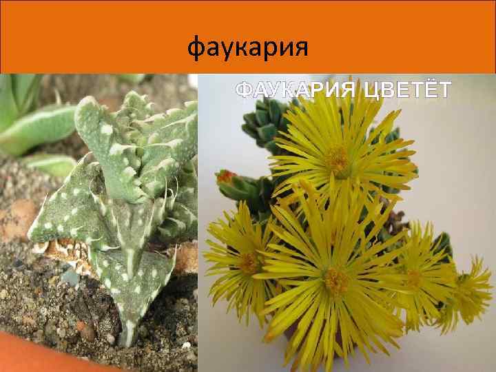 фаукария Края листьев фаукарии покрыты мягкими шипами с загнутыми концами, что делает верхнюю пару