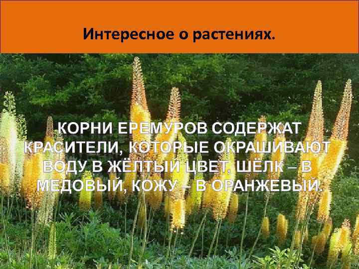 Интересное о растениях. Вот так умеют защитить себя беспомощные, на первый взгляд, растения. А