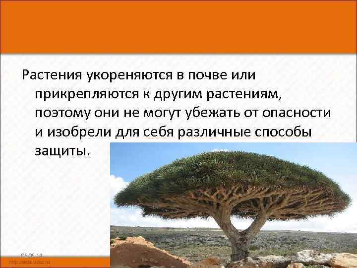 Растения укореняются в почве или прикрепляются к другим растениям, поэтому они не могут убежать