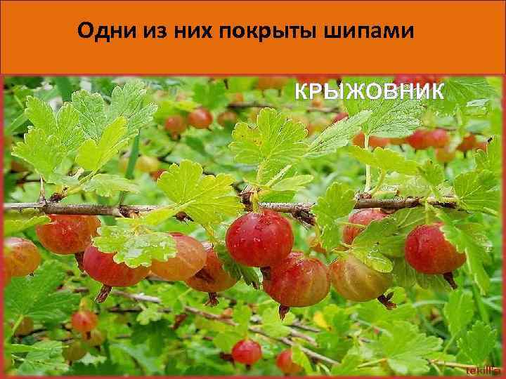 Одни из них покрыты шипами 06. 05. 14 4 