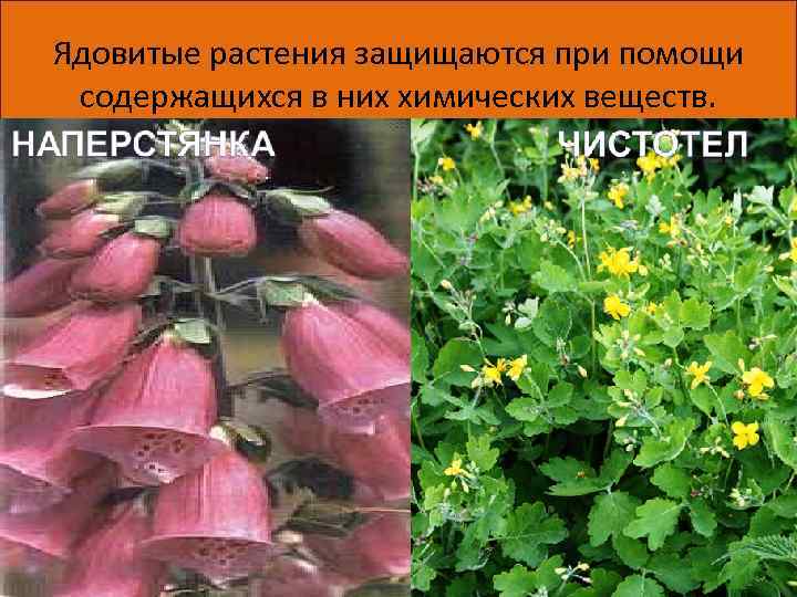 Ядовитые растения защищаются при помощи содержащихся в них химических веществ. 06. 05. 14 6