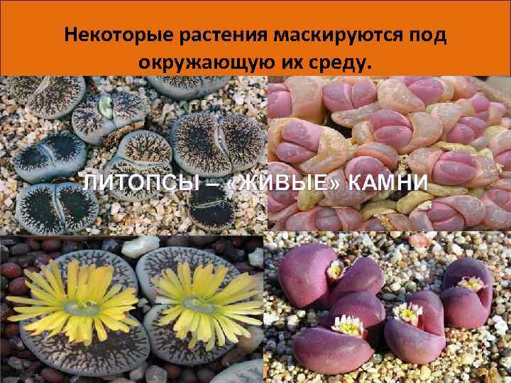 Некоторые растения маскируются под окружающую их среду. 06. 05. 14 7 