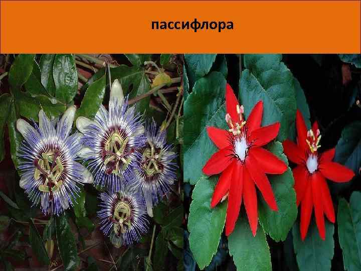 пассифлора Пассифлора научилась обороняться от своих злейших врагов. В тропиках Бразилии, где обитает это