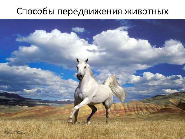 Способы передвижения животных 