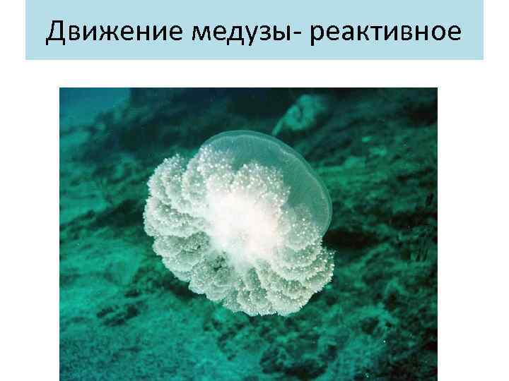 Движение медузы- реактивное 