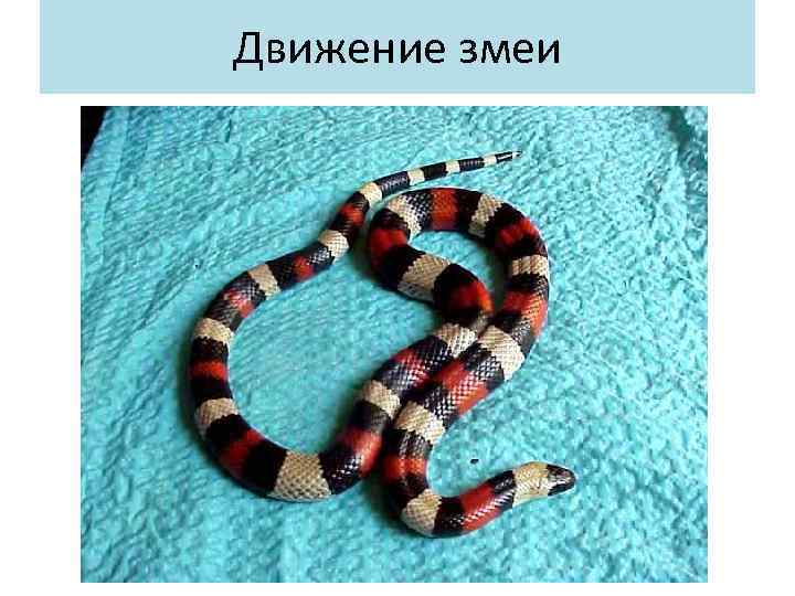 Движение змеи 