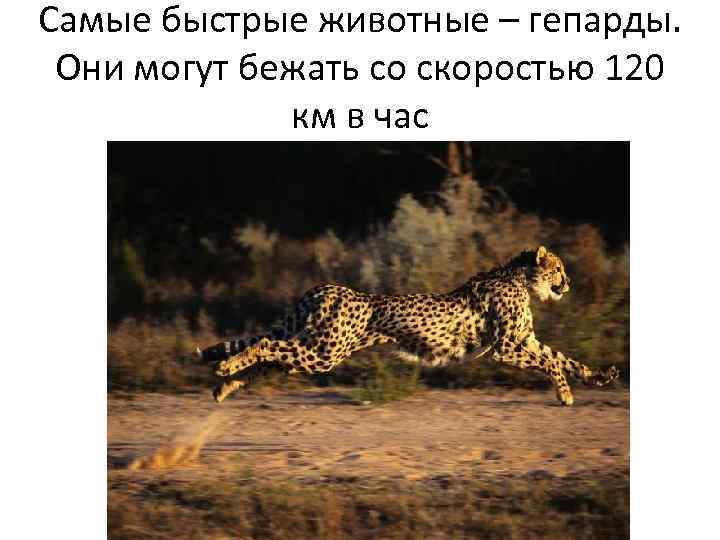 Самые быстрые животные – гепарды. Они могут бежать со скоростью 120 км в час