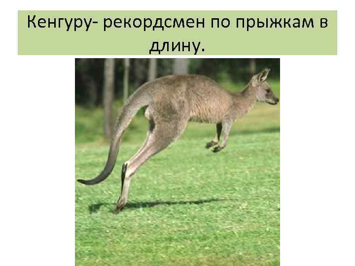 Кенгуру- рекордсмен по прыжкам в длину. 