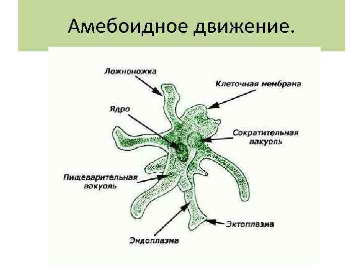 Амебоидное движение. 