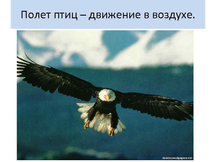 Полет птиц – движение в воздухе. 
