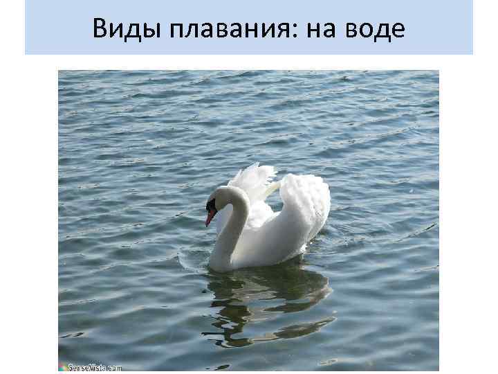 Виды плавания: на воде 