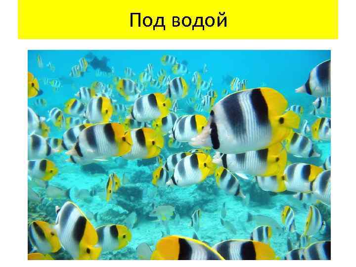 Под водой 