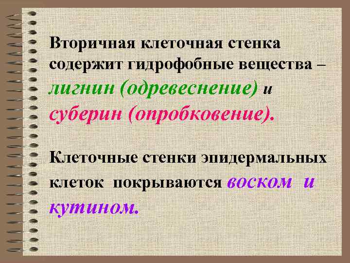 Вторичная клеточная стенка содержит гидрофобные вещества – лигнин (одревеснение) и суберин (опробковение). Клеточные стенки