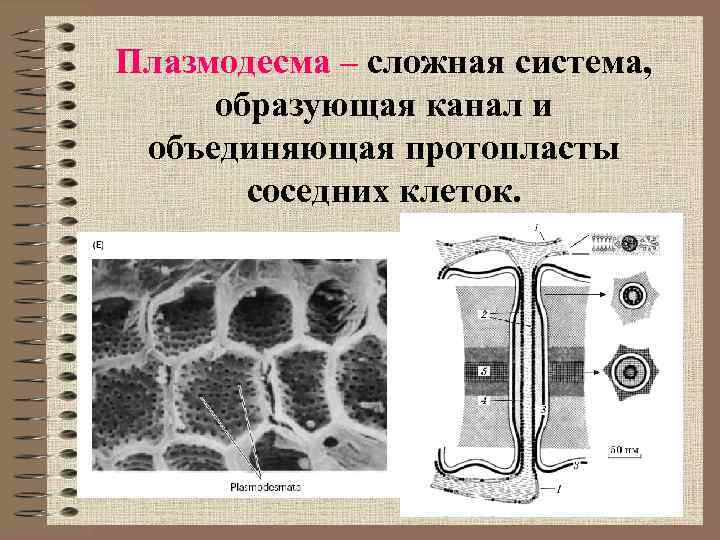 Плазмодесма – сложная система, образующая канал и объединяющая протопласты соседних клеток. 