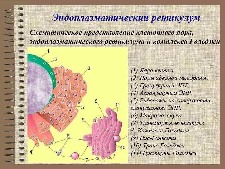  Эндоплазматический ретикулум Схематическое представление клеточного ядра, эндоплазматического ретикулума и комплекса Гольджи. (1) Ядро