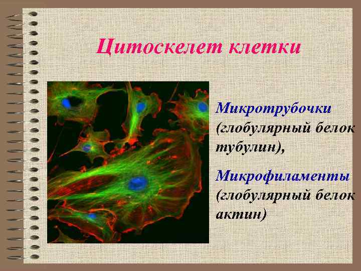 Цитоскелет строение и функции