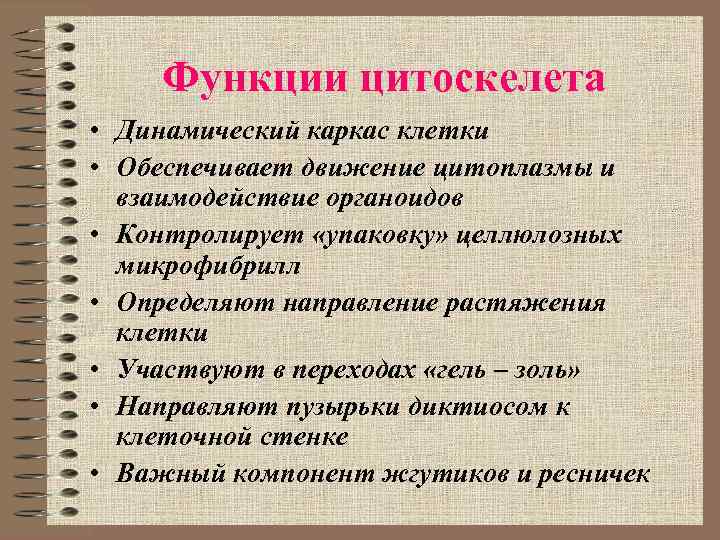 Цитоскелет функции. Функции цитоскелелета. Функции цитоскелета. Функции цитоскелета в клетке.