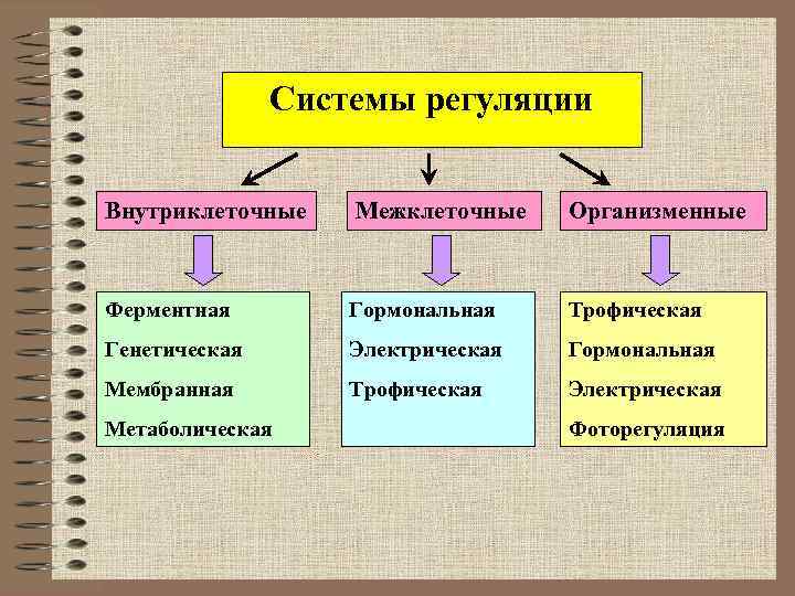  Системы регуляции Внутриклеточные Межклеточные Организменные Ферментная Гормональная Трофическая Генетическая Электрическая Гормональная Мембранная Трофическая